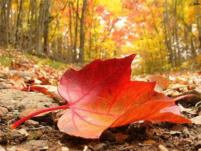 Vide poche Feuille morte