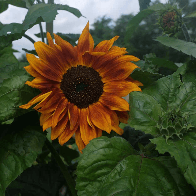 Collier Sunflower