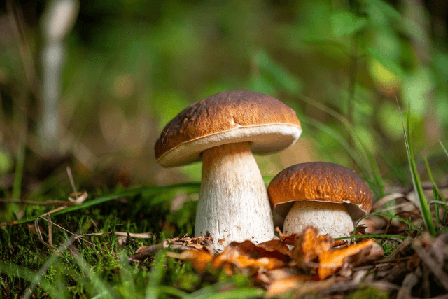 Boîte Champignon