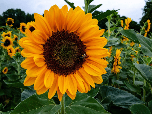 Bracelet tournesol