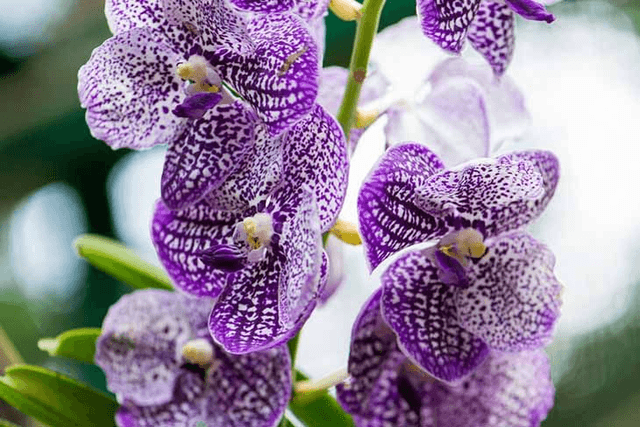 Boucles d&#039;oreilles Orchidée