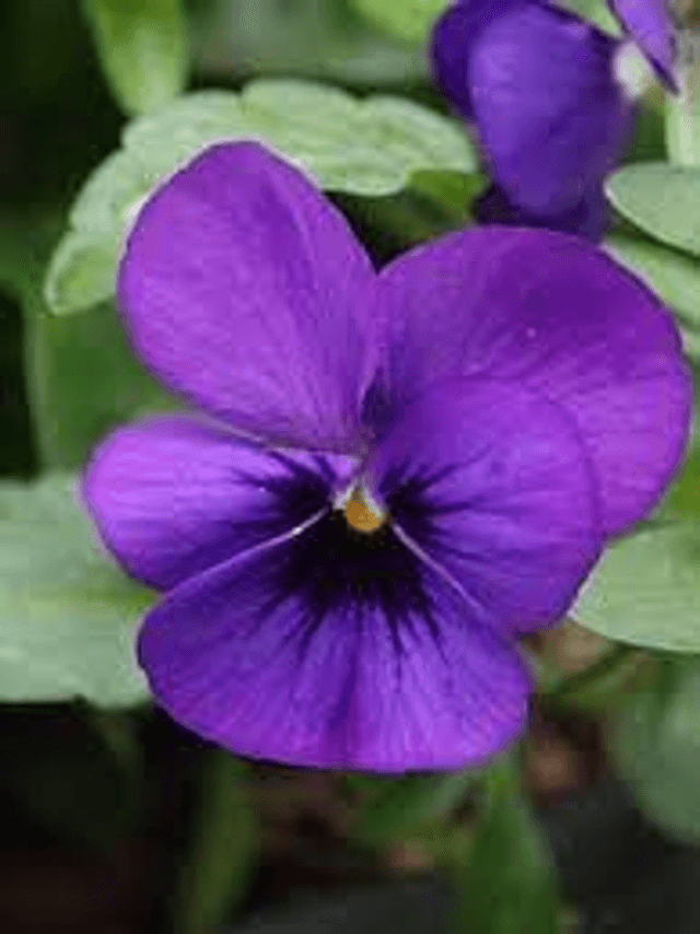 Boucles d&#039;oreilles Viola