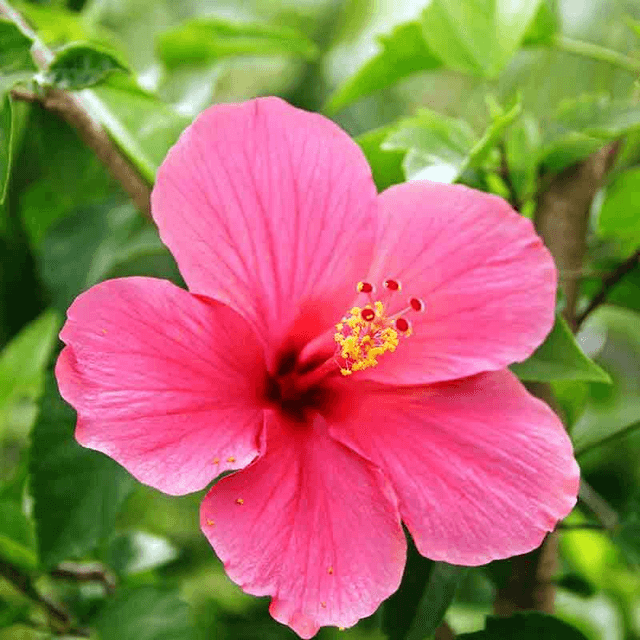 Boucles d&#039;oreilles Hibiscus