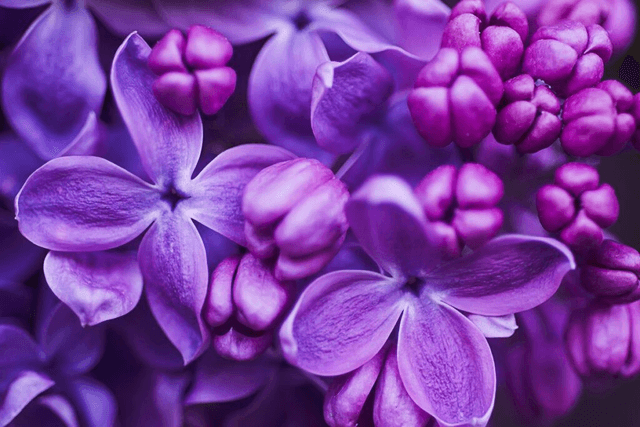 Boucles d&#039;oreilles Lilas