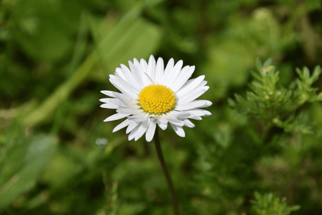 Bague Pâquerette