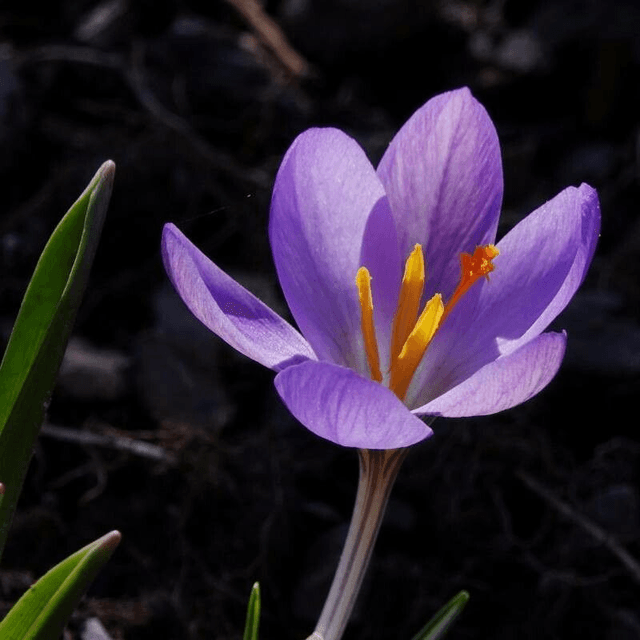 Bracelet Crocus