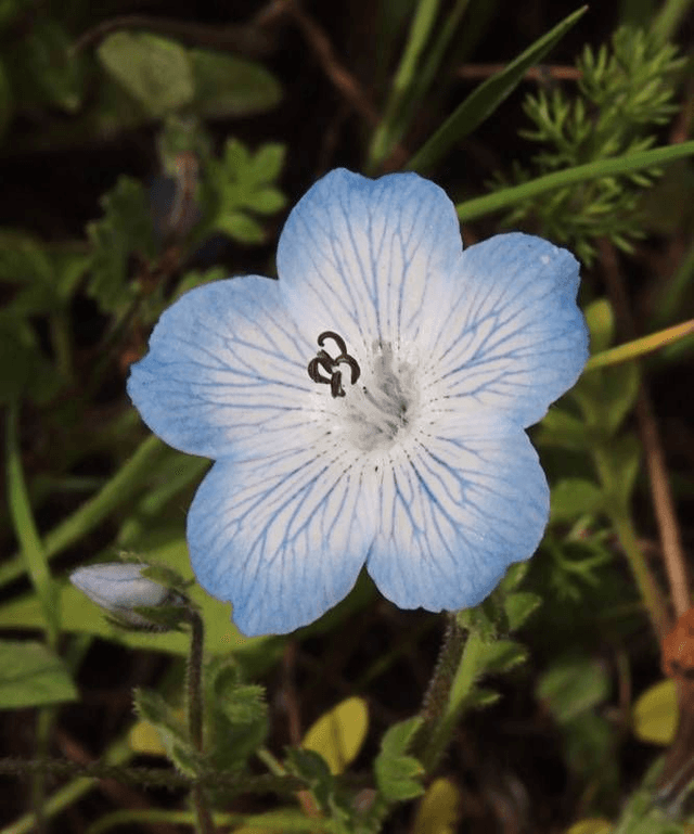 Boucles d&#039;oreilles Nemophila